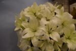 10 White Lilies Bunch - Image 3