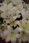 10 White Lilies Bunch - Image 5