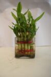 2 Layers Bamboo Plant