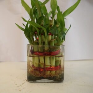 2 Layers Bamboo Plant