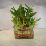 3 Layer Bamboo Plant