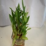 3 Layer Bamboo Plant - Image 2