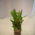 3 Layer Bamboo Plant - Image 3
