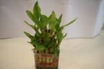 3 Layer Bamboo Plant - Image 4