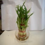 3 Layer Bamboo Plant C - Image 2