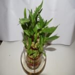 3 Layer Bamboo Plant C - Image 3