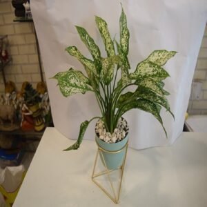 Aglaonema Green