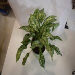 Aglaonema Green - Image 2