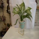 Aglaonema Green - Image 3