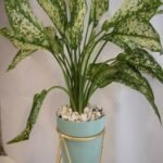 Aglaonema Green - Image 4