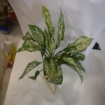 Aglaonema Green - Image 5