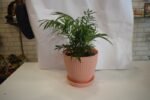 Chamaedoera Plant