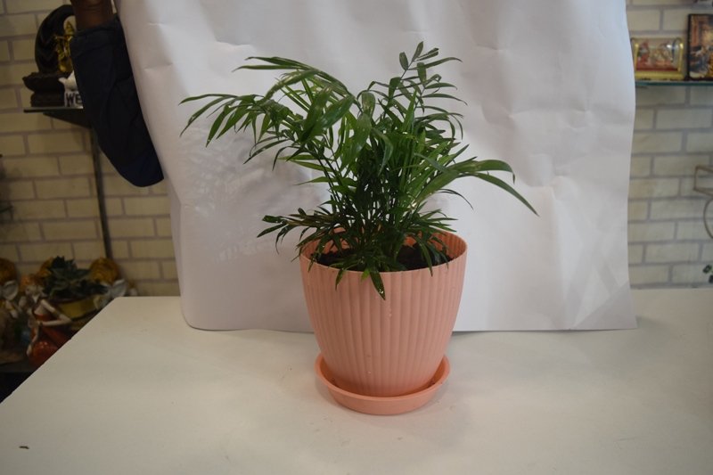 Chamaedoera Plant