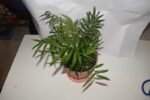 Chamaedoera Plant - Image 3