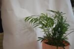 Chamaedoera Plant - Image 2