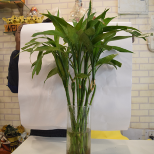 Chuttiya Bamboo-
