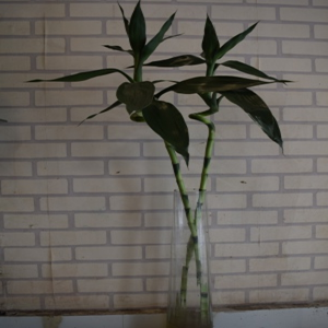 Dancing Bamboo