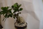 Ficus Bonsai Plant - Image 3