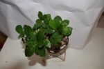 Ficus Bonsai Plant - Image 2
