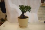 Ficus Bonsai in Plastic Pot