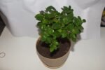Ficus Bonsai in Plastic Pot - Image 3
