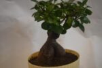Ficus Bonsai in Plastic Pot - Image 2