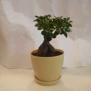 Ficus Bonsai in Plastic Pot