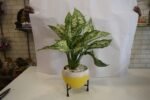 Green Aglaonema