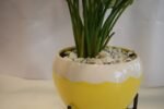 Green Aglaonema - Image 3
