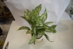 Green Aglaonema - Image 2