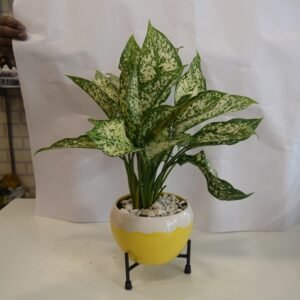 Green Aglaonema