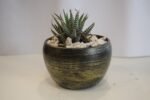 Green Zebra Seculant