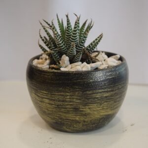 Green Zebra Seculant