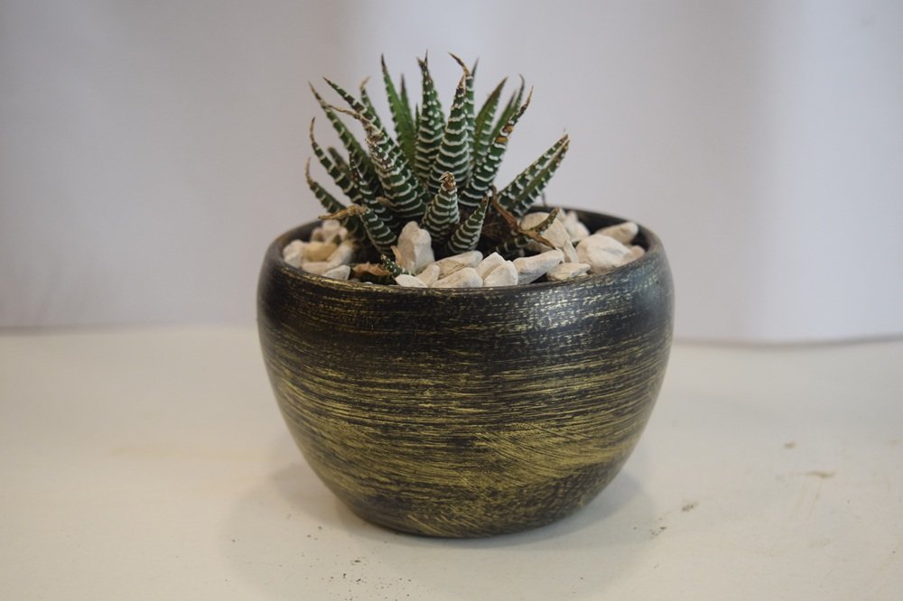 Green Zebra Seculant