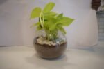 Money Plant in Fish Bowl