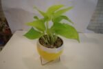Money Plant in Metal Pot - Image 2