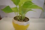 Money Plant in Metal Pot - Image 3