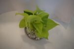Money Plant in Metal Pot - Image 4