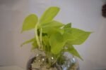 Money Plant in Metal Pot - Image 5