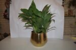 Peace Lily Plant-