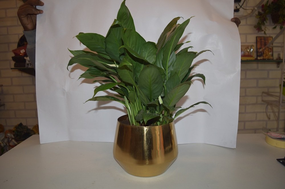 Peace Lily Plant-
