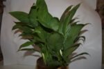 Peace Lily Plant- - Image 3