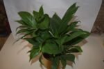 Peace Lily Plant- - Image 2