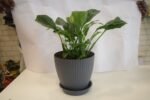 Peace Lily in Plastic Pot