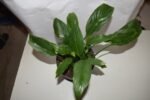 Peace Lily in Plastic Pot - Image 3