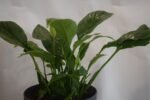 Peace Lily in Plastic Pot - Image 2