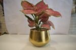 Pink Aglaonema Plant-