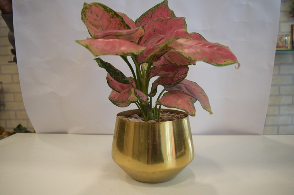 Pink Aglaonema Plant-