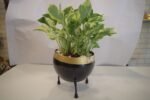Pothose Money Plant