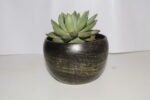 Seculant Plant-